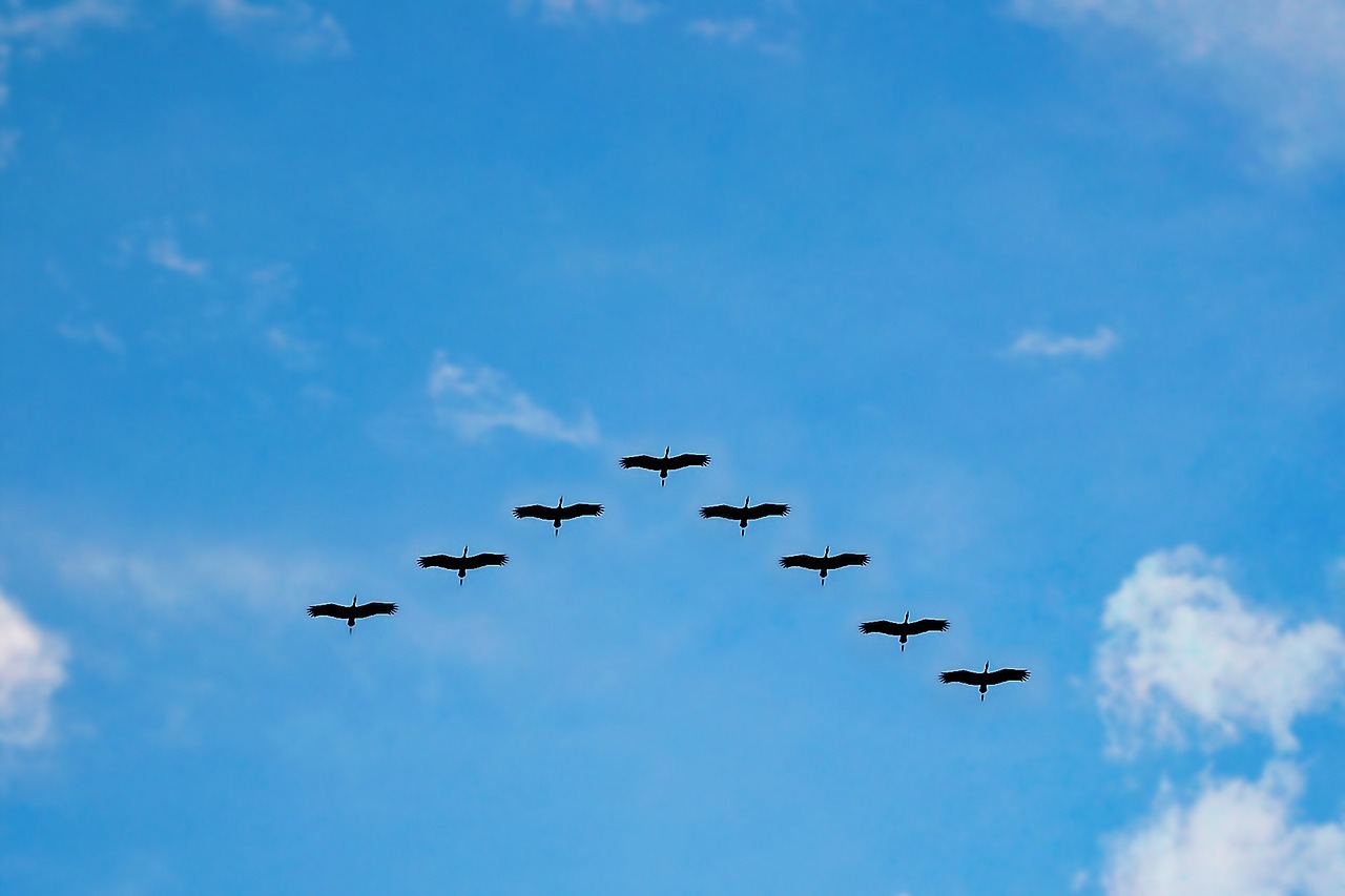 migrate photo